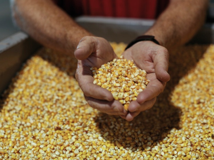 Ukraina eksportuje najwięcej nasion w historii
